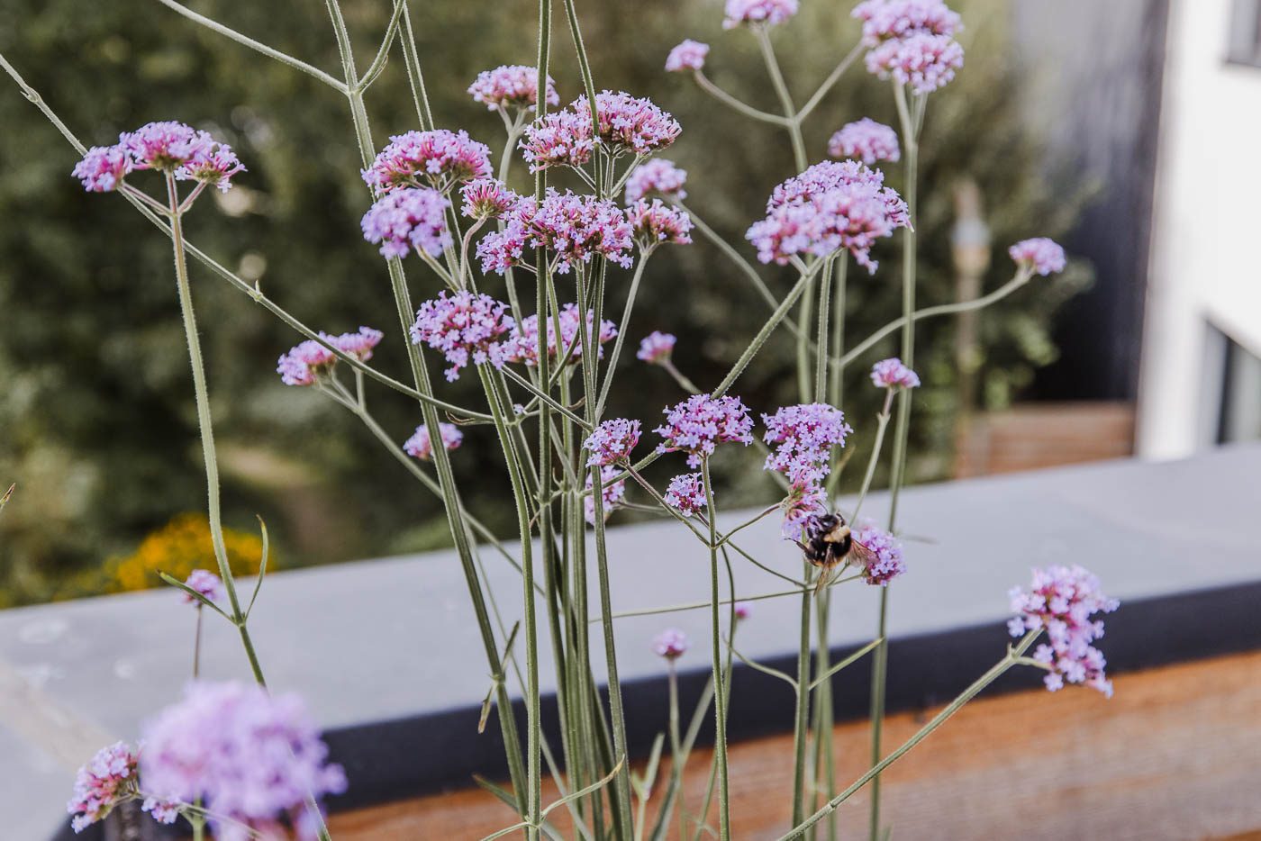 Verbena met hommel op het terras